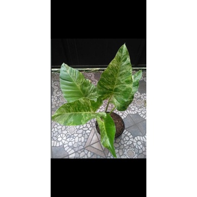 philodendron giganteum marble