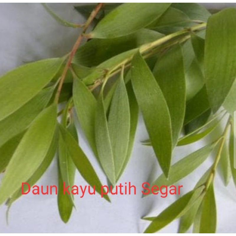 

DAUN KAYU PUTIH SEGAR