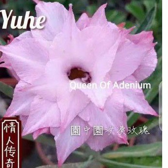 Tanaman hias bunga adenium tumpuk Kamboja Jepang id