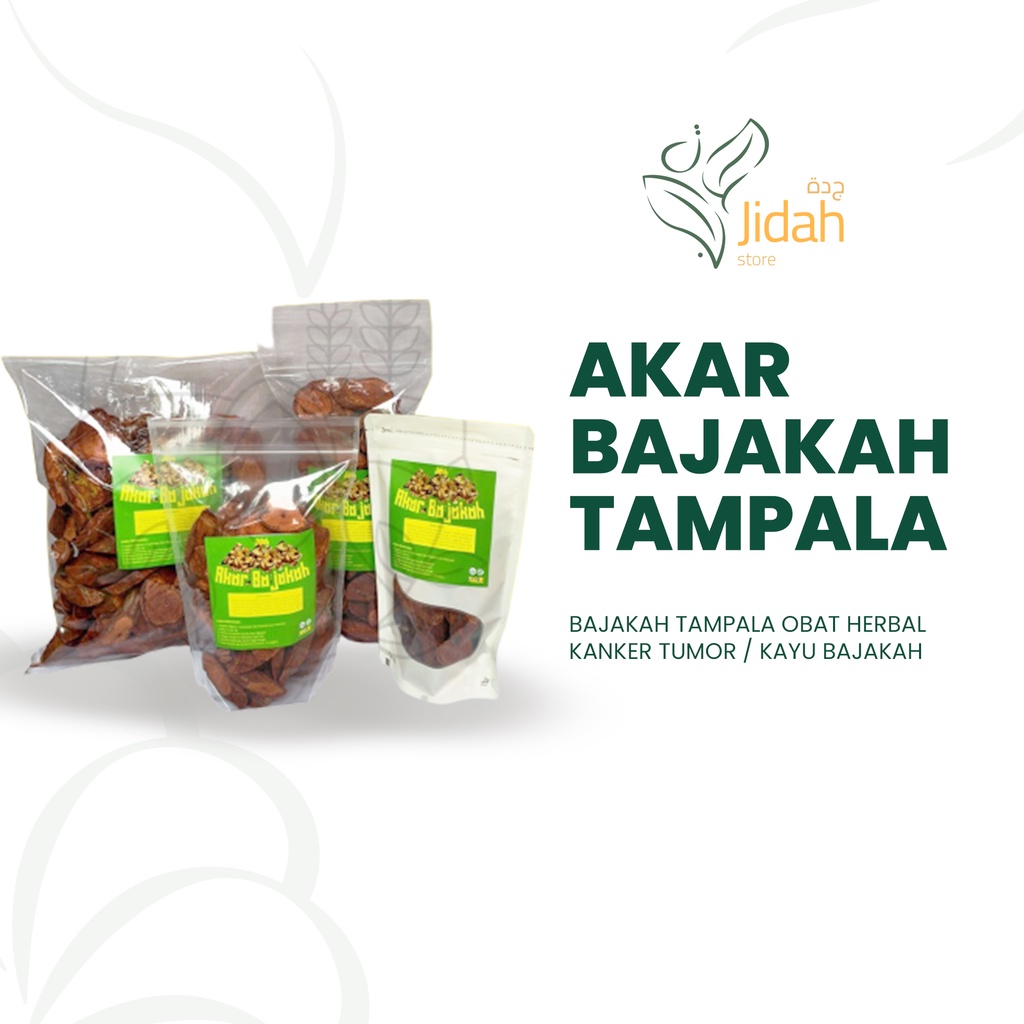 AKAR BAJAKAH TAMPALA ASLI KALIMANTAN  / BAJAKAH TAMPALA OBAT HERBAL KANKER TUMOR / KAYU BAJAKAH