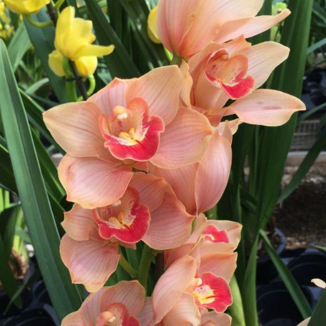 Anggrek cymbidium ( coral red ) -tanaman hias hidup-bunga hias hidup-tanaman hidup-bunga hidup-bunga