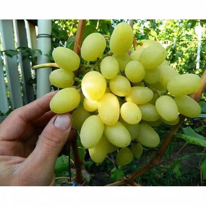 bibit anggur import landysh grafting