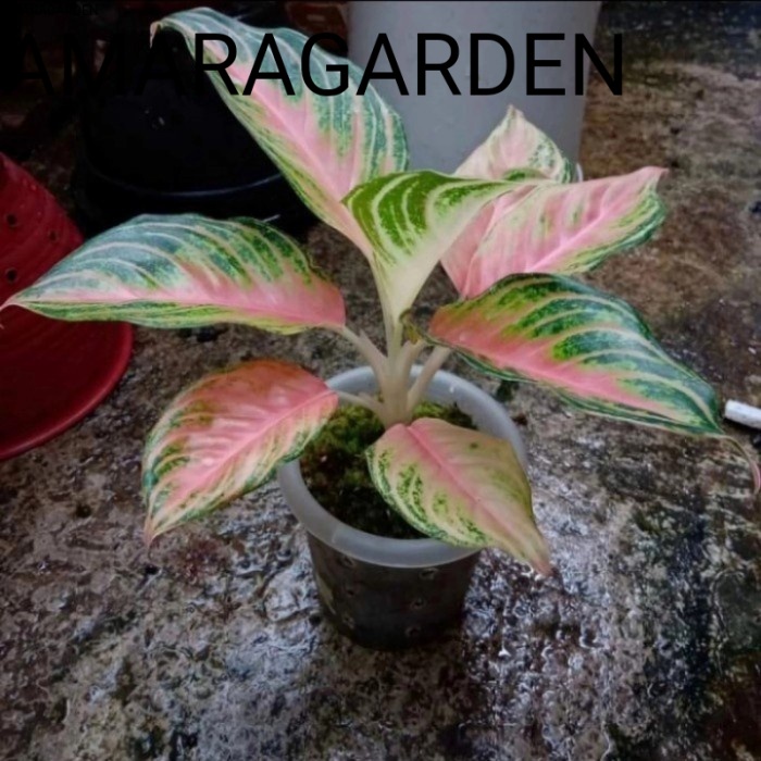 Tanaman Hias Aglonema Pink Sunset Anakan