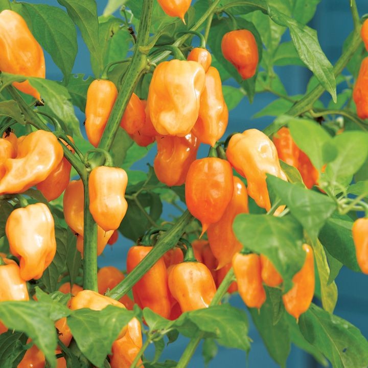 Biji Cabe Orange Habanero Pepper - Bibit Tanaman Cabe Orange Habanero - Cabe Habanero Oren - COD