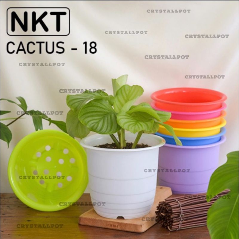 Pot bunga tanaman warna warni cactus 18cm  - nkt cactus