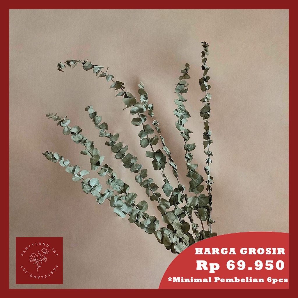 Dried Eucalyptus Leaf Tanaman Daun Kering Import Asli Dekorasi Hias Pajangan