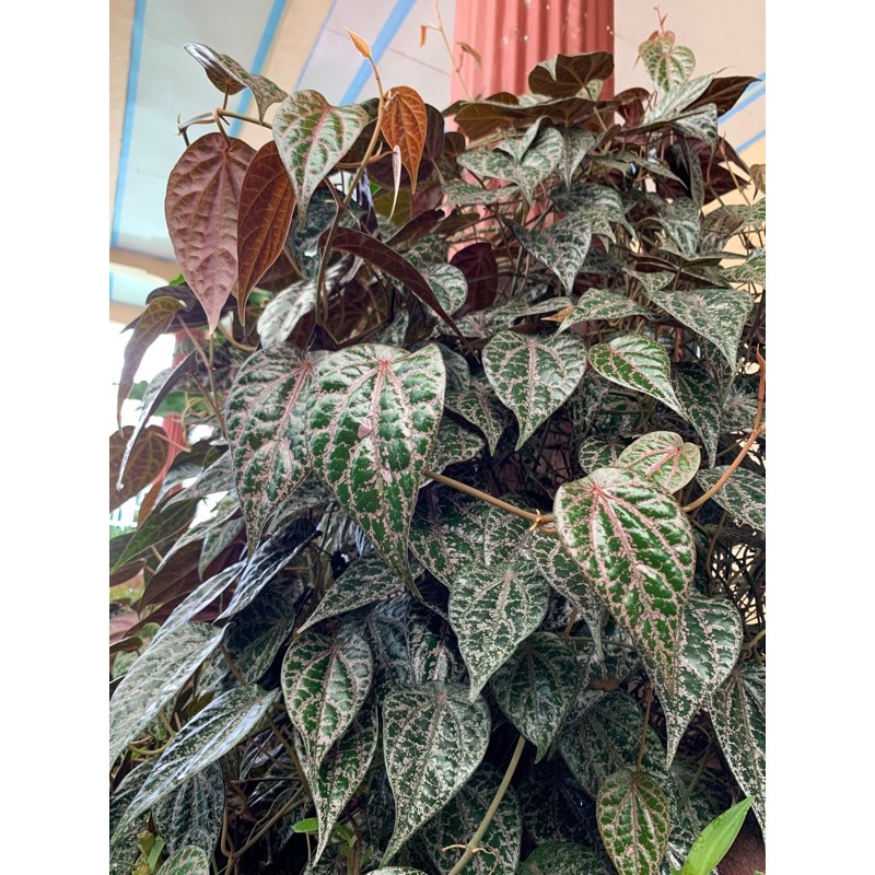 

Daun Sirih Merah