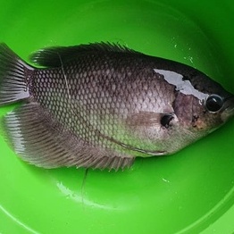 Ikan Gurami , Gurame Segar Fresh Utuh 1Kg Ikan Konsumsi Air Tawar Ikan Goreng Bakar Mujaer Mujair