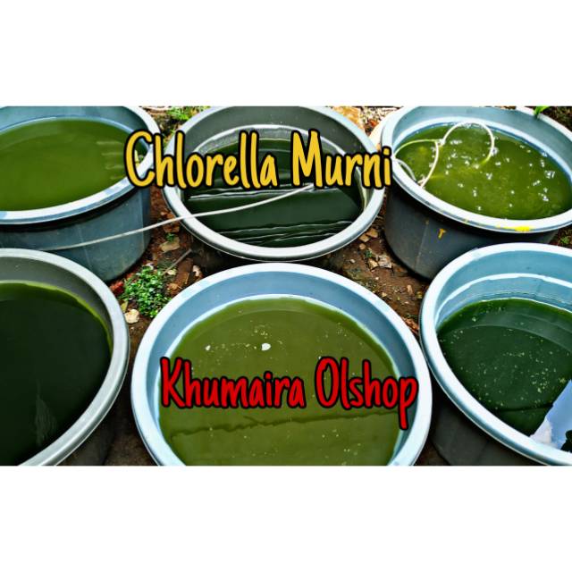 Starter Chlorella murni + pupuk + panduan, untuk pakan Kutu air, daphnia magna
