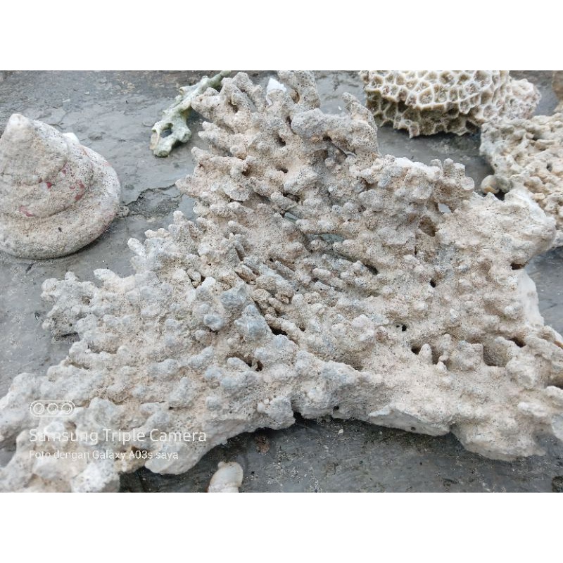 batu karang laut aquarium aquascape rumah ikan hias