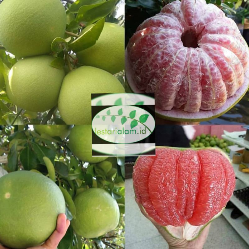bibit jeruk Bali/jeruk pamelo jeruk Bali/pamelo