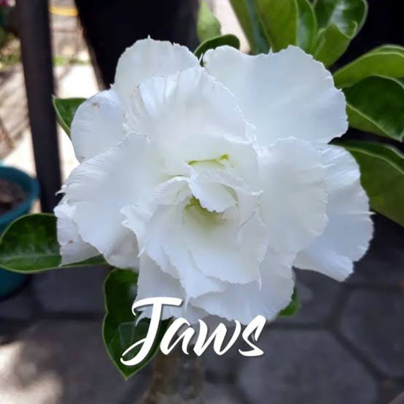 jaws, Tanaman Hias Bunga Adenium Kamboja Jepang Grafting   (Size A