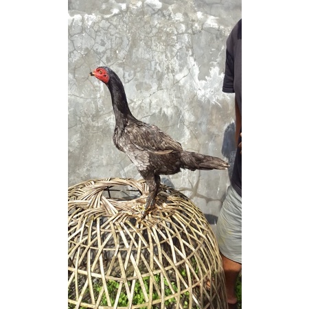 

Ayam Babon Blackbull x Maneedaeng brakot usia 7 bulan - Ayam betina maneedaeng - Ayam Betina blackbull - Ayam bangkok - Ayam pama - Ayam mangon
