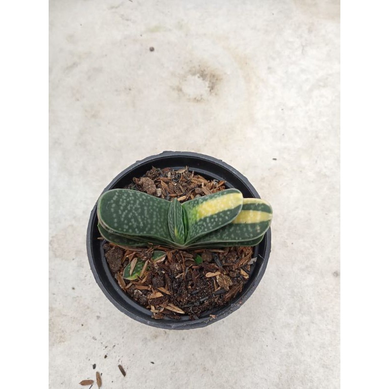 Gasteria Fujimini Variegata