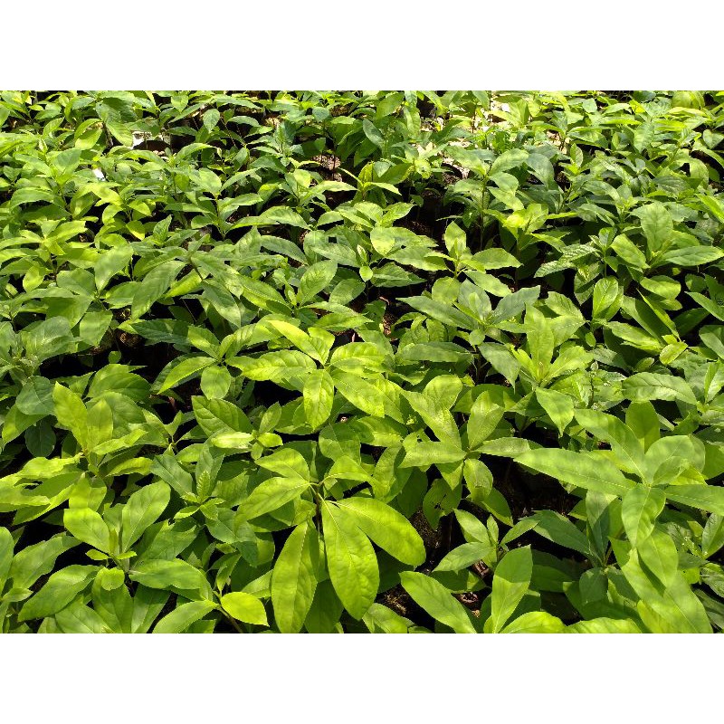 TANAMAN ALPUKAT//SEEDLING OF ALPUKAT