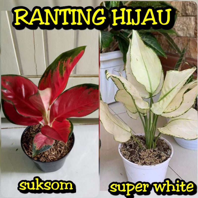 paket 2 bunga aglonema suksom-super white