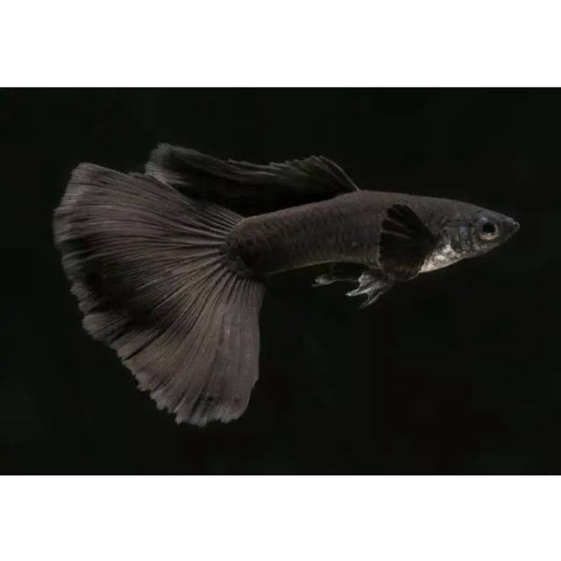 Ikan Guppy Full Black