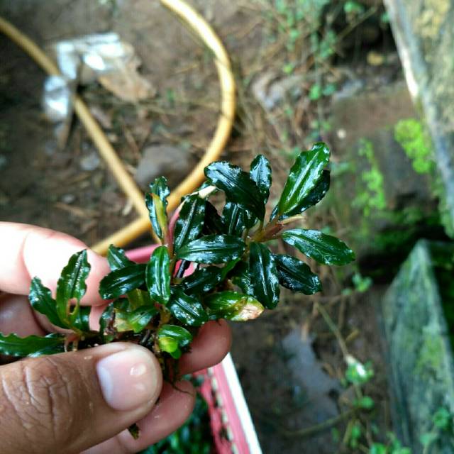 Bucephalandra brownie phantom