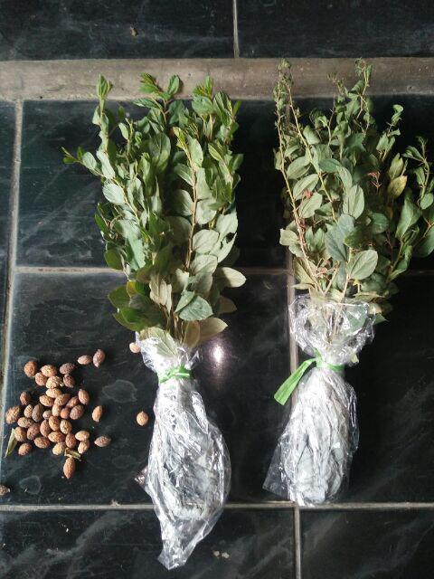 Grosir Bibit Bidara Harga Murah Minimal 50 Pcs