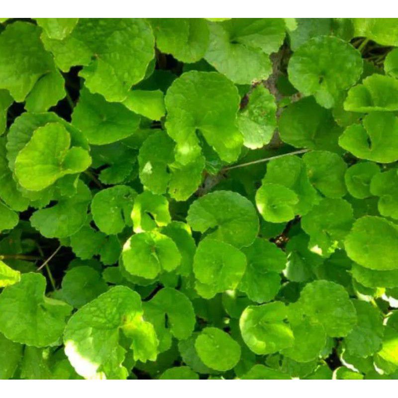 

Promo Daun Pegagan/Daun antanan segar 500gr
