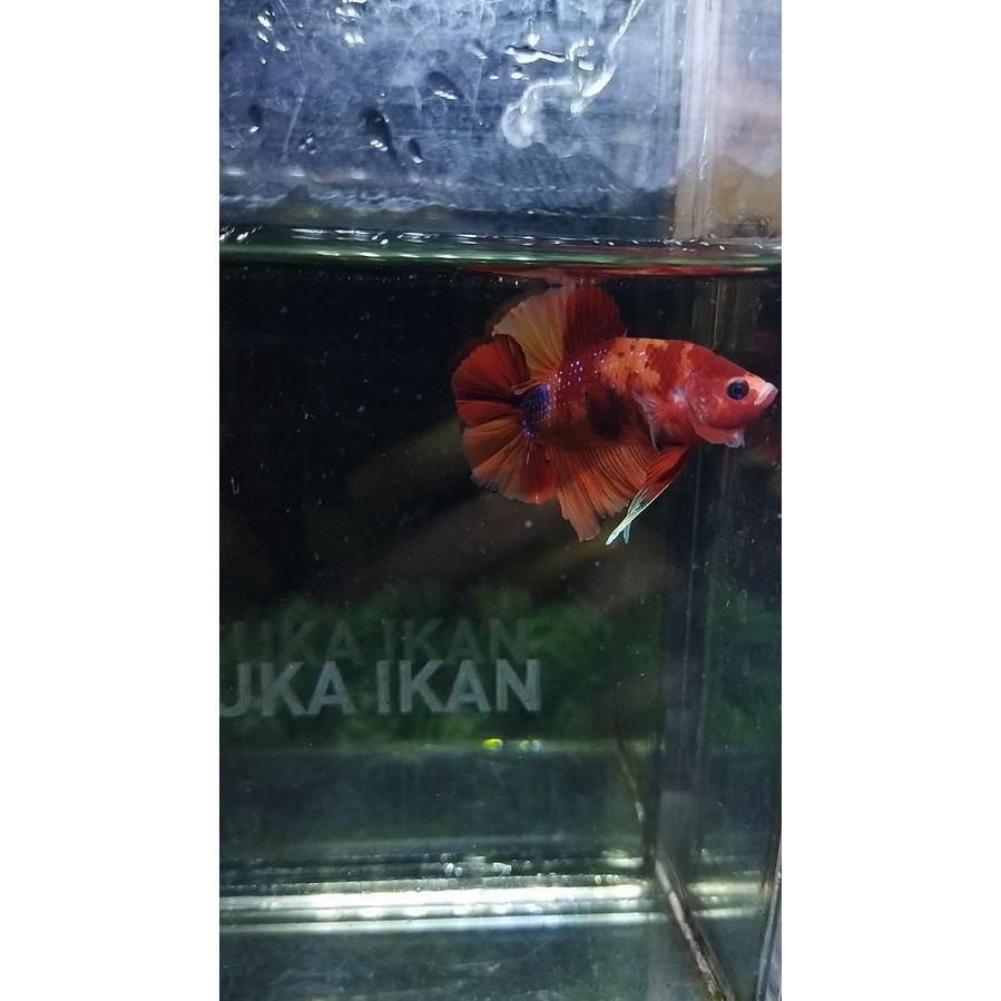 CUPANG PLAKAT DOUBLE TAIL/DTPK/PKDT NEMO MULTI 100REALPICT (DTNM1)