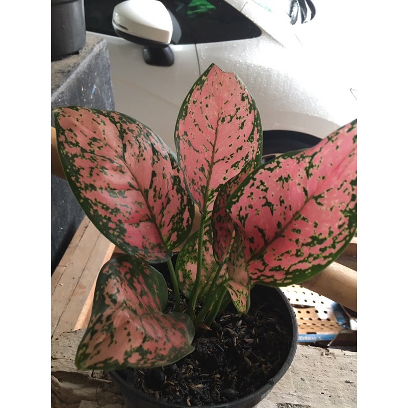 

Aglonema lady valentine