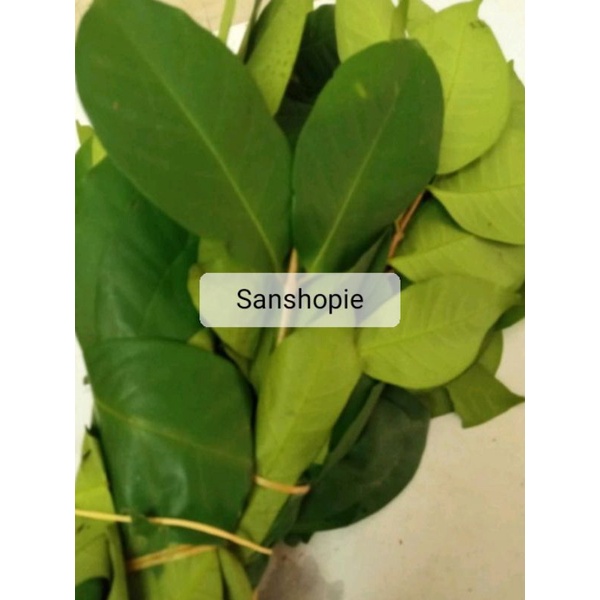 

Daun Salam Segar Paket Per 500 Gram