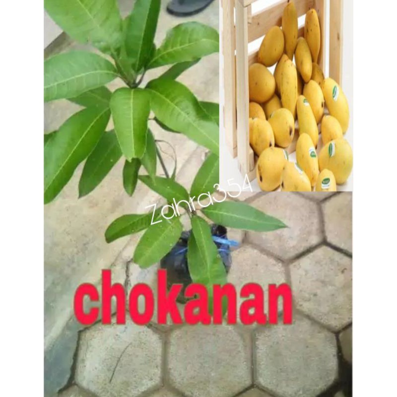 bibit mangga chokanan okulasi 70cm // mangga chokanan // bibit mangga