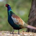 

telur ayam hias Ringneck hijau