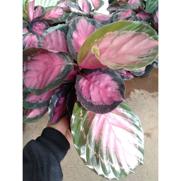 Calathea Ungu Crimson rimbun +pot realpick Niming_tanamanhias