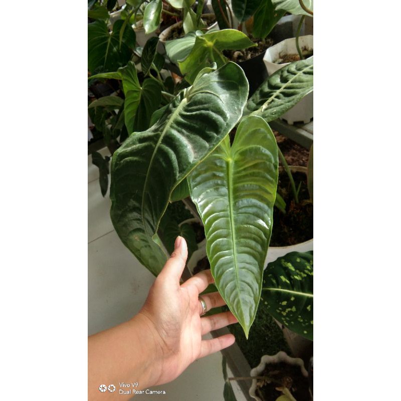 Anthurium Veitchii Original / Anthurium Veitchii