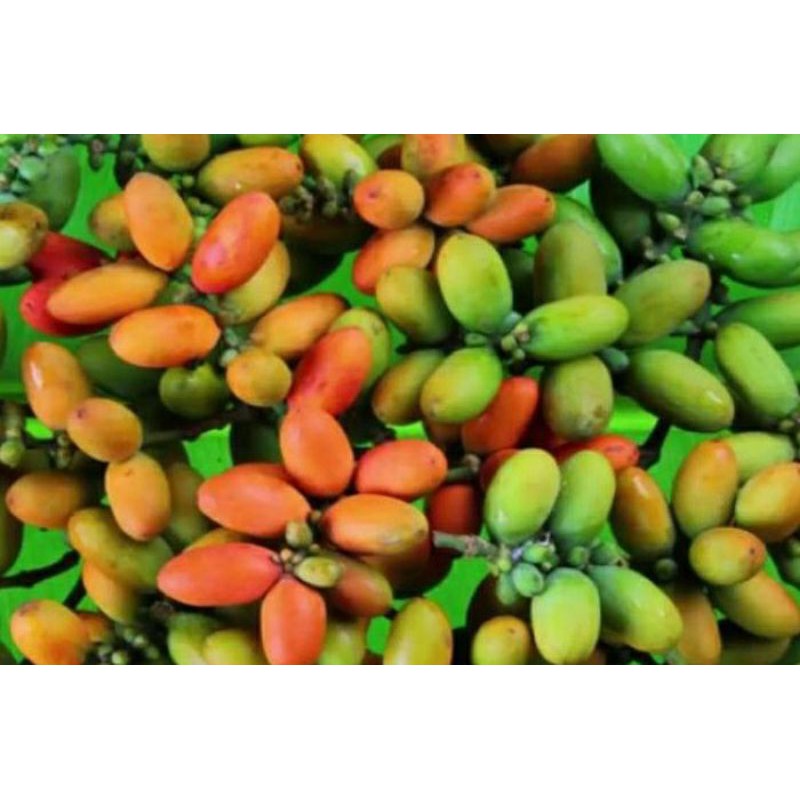 

BUAH MELINJO 100gr