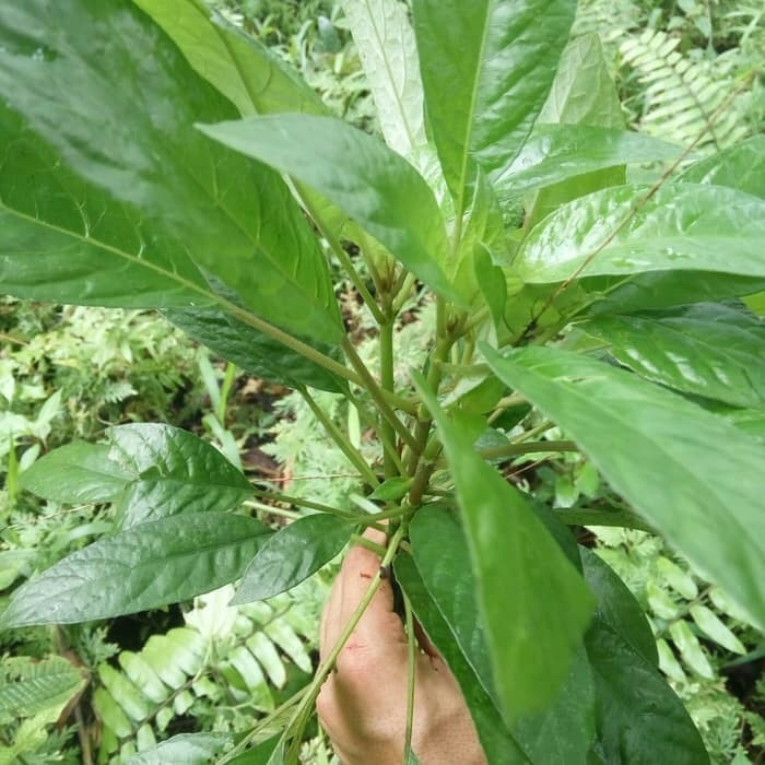 

Ready daun reundeu segar 1kg lalapan khas sunda