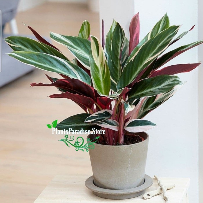 Jual Tanaman Hias Calathea Multicolor Calathea Meranti Bali Shopee