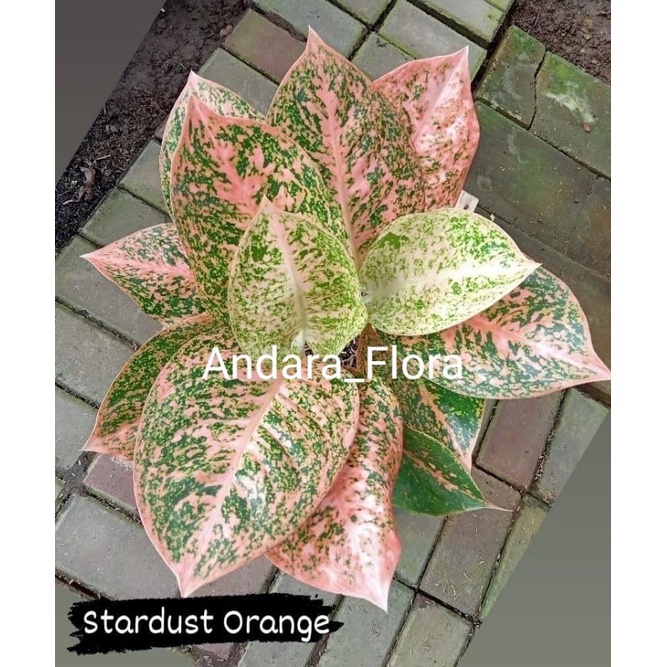 TERMURAH bibit bonggol aglonema stardust orange/bibit benih tanaman