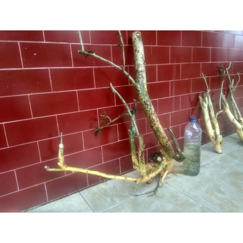 bahan bonsai serut (Streblus asper)