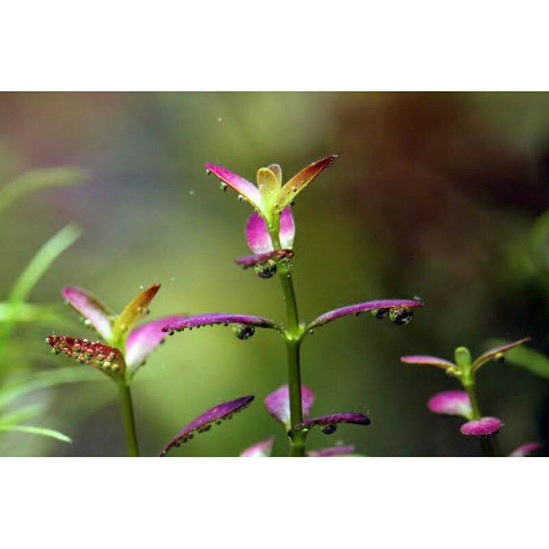 rotala ramosior florida (tanaman aquascape)