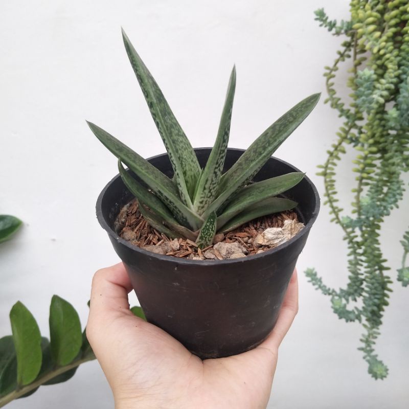 Gasteria Pale | DP 10cm | Sukulen