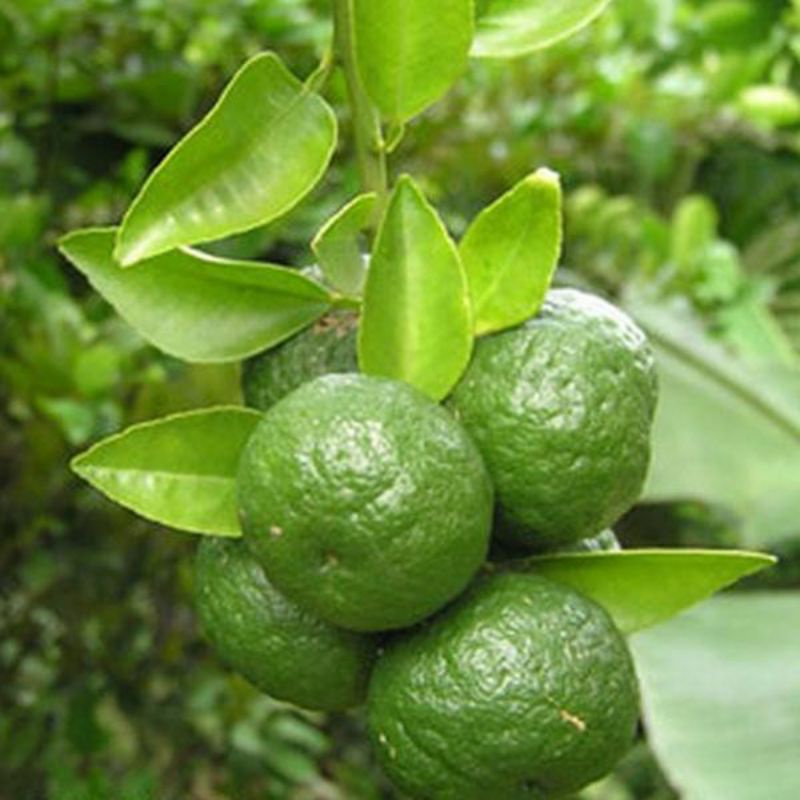 

JERUK LIMAU PER 250 GRAM