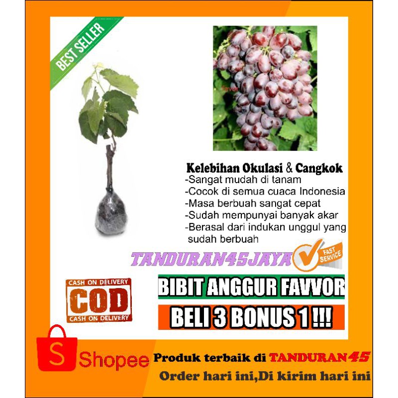 bibit anggur impor favvor/bibit anggur import/bibit anggur