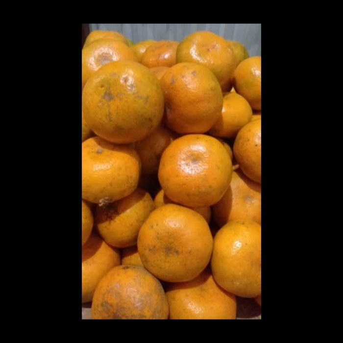 

Buah Jeruk Medan - 1 Kg