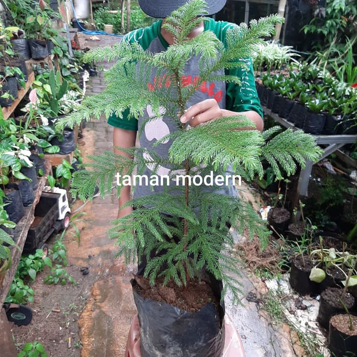 POHON CEMARA NORFOLK-tanaman cemara norfolk