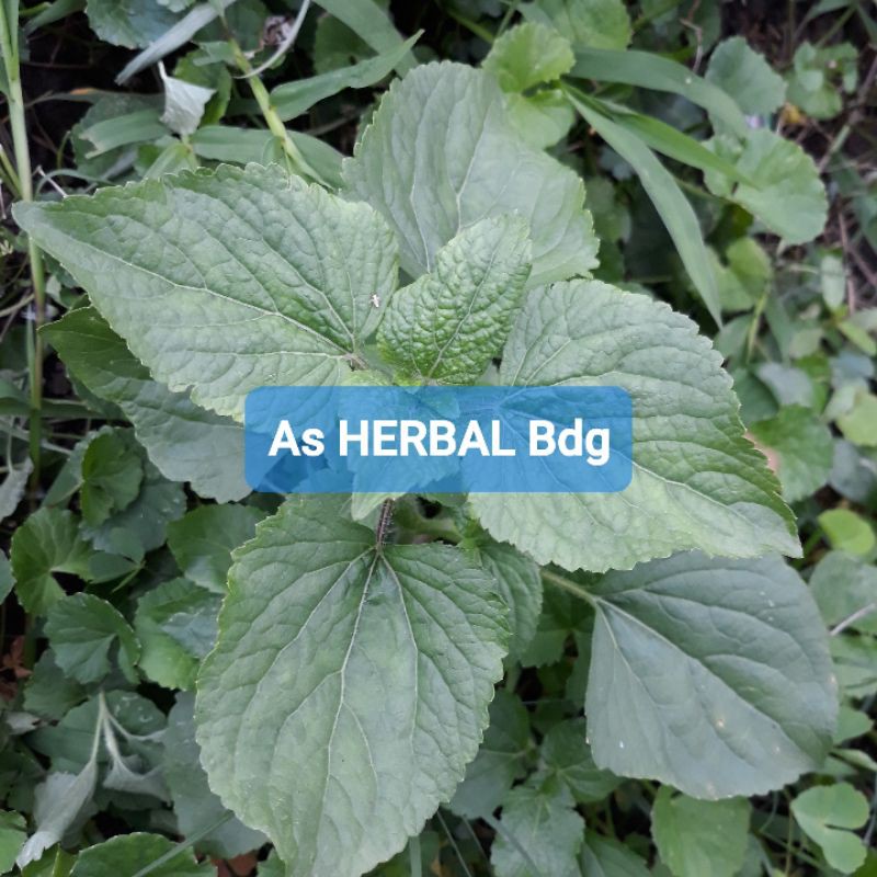 

Daun Bandotan Segar Per 1 Kg petik langsung-az