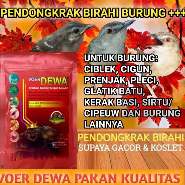 Pakan Burung Voer Dewa