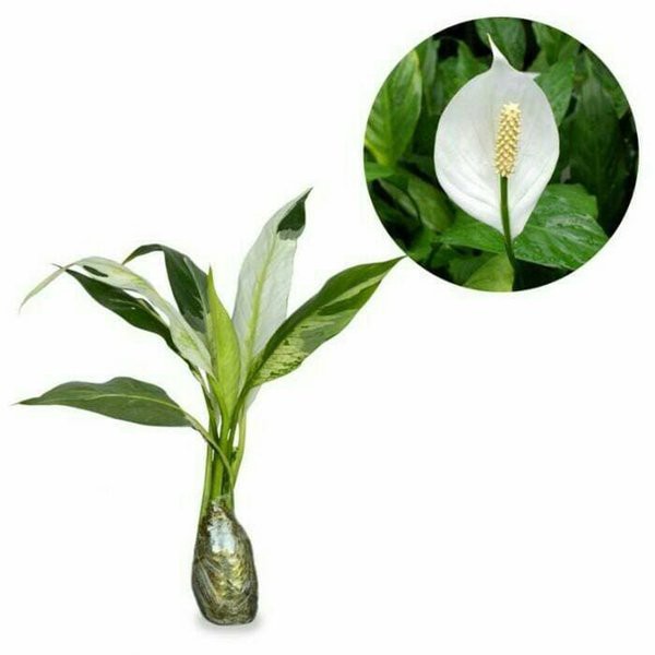 TANAMAN HIAS PEACH LILY VARIGATA