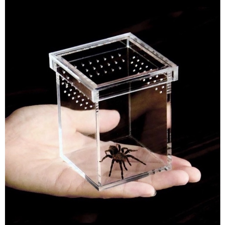 

Kandang Hewan Tarantula Serangga Koleksi Pet Kesayangan Miniatur