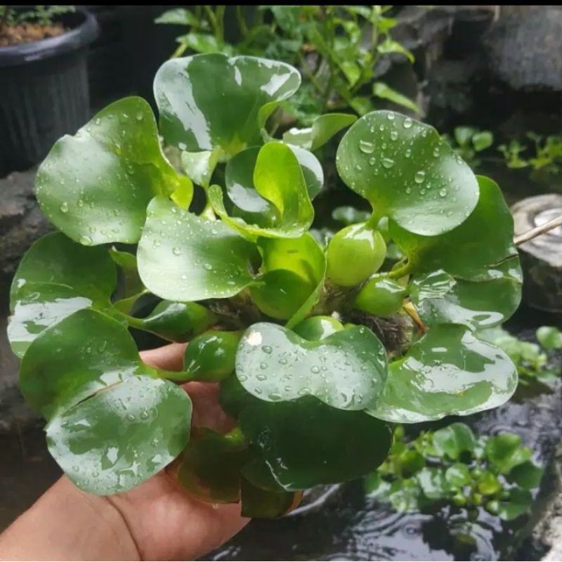 

tanaman air aquascape - eceng gondok