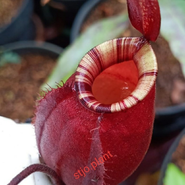 

PROMO!!! NEPHENTES /KANTONG SEMAR" VIKING X AMPUL BLACK MIRACLE" TERLARIS