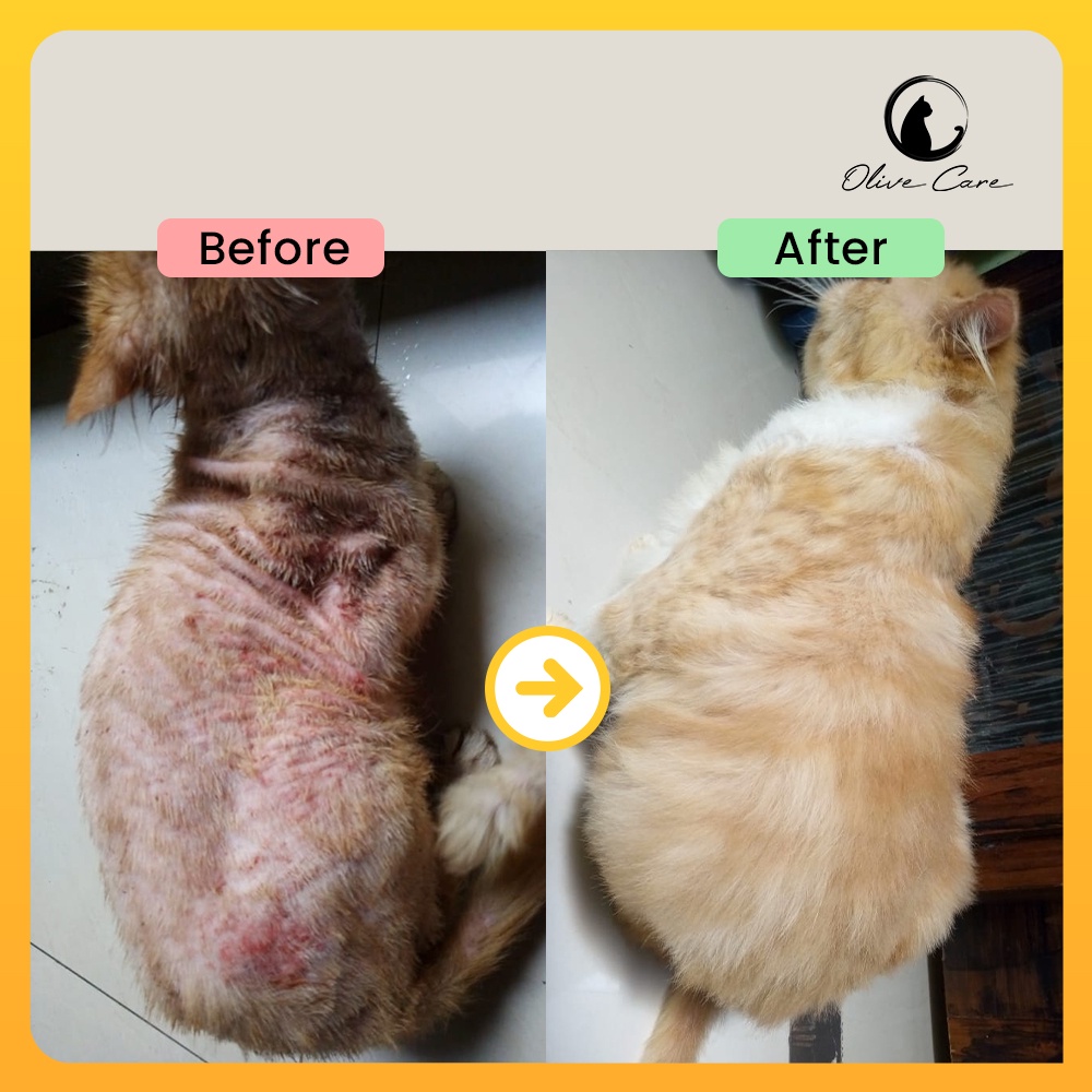 Olive Care Vitamin Kucing Paket BULU RONTOK &amp; MASALAH KULIT DEWASA untuk Bulu Rontok akibat Jamur, Kutu, Scabies, Ringworm dan Pertumbuhan Bulu Baru SweetyPetshop