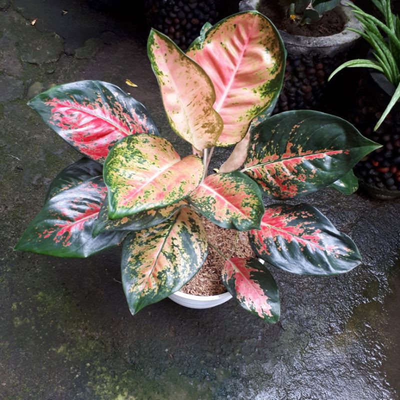 Aglaonema Kochin Paramruay 16 daun , Aglonema Paramuay
